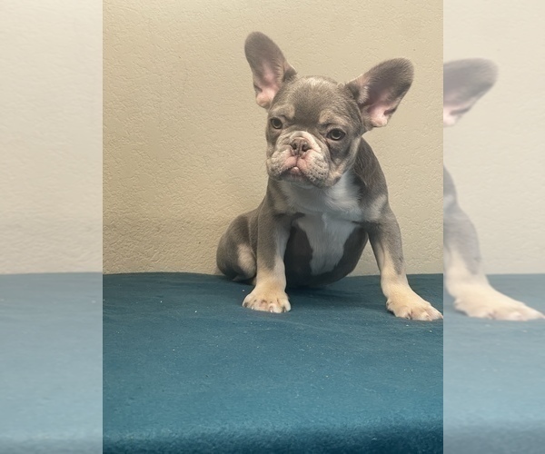Medium Photo #8 French Bulldog Puppy For Sale in ENCINO, CA, USA