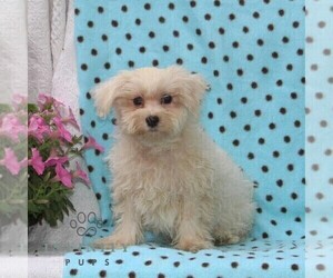 Maltese Puppy for sale in RISING SUN, MD, USA