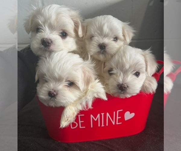 Medium Photo #1 Maltese Puppy For Sale in DELTONA, FL, USA