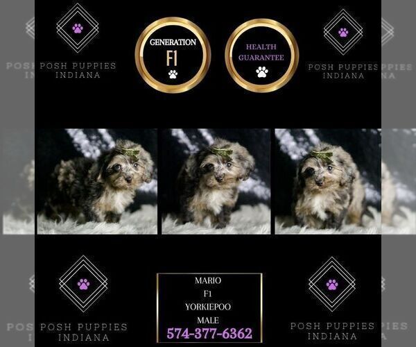 Medium Photo #123 YorkiePoo Puppy For Sale in WARSAW, IN, USA