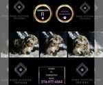 Small Photo #123 YorkiePoo Puppy For Sale in WARSAW, IN, USA