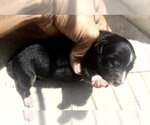 Small #1 Cocker Spaniel Mix
