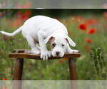 Small #10 Mutt