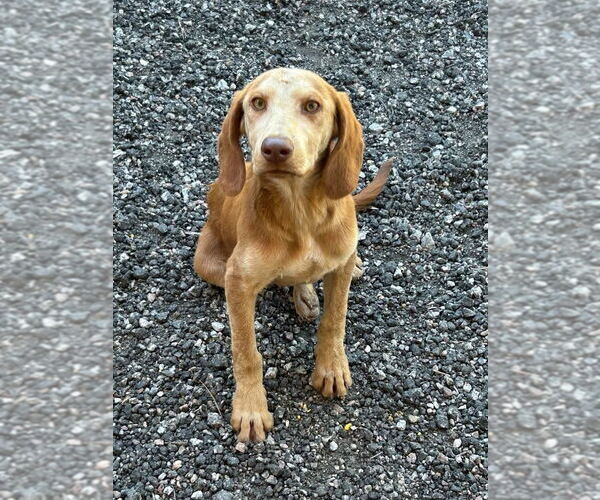 Medium Photo #2 Mutt Puppy For Sale in Myrtle Beach, SC, USA