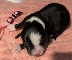 Small Photo #43 Australian Shepherd Puppy For Sale in SYLVA, NC, USA