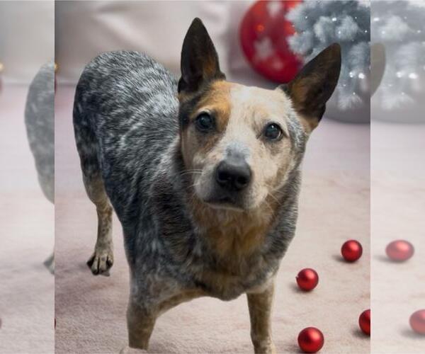 Medium Photo #2 Mutt Puppy For Sale in Highland, IL, USA