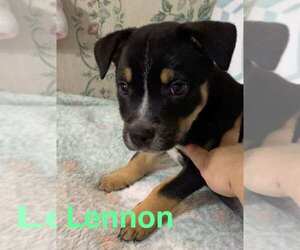 Chipin Dogs for adoption in Sheboygan, WI, USA