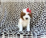 Small #3 Cavapoo (Miniature)