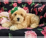 Small Photo #4 Lhasa-Poo Puppy For Sale in LINCOLN UNIV, PA, USA