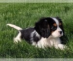 Small Photo #5 Cavalier King Charles Spaniel Puppy For Sale in FREDERICKSBURG, OH, USA