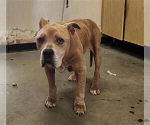 Mutt Dogs for adoption in Camarillo, CA, USA