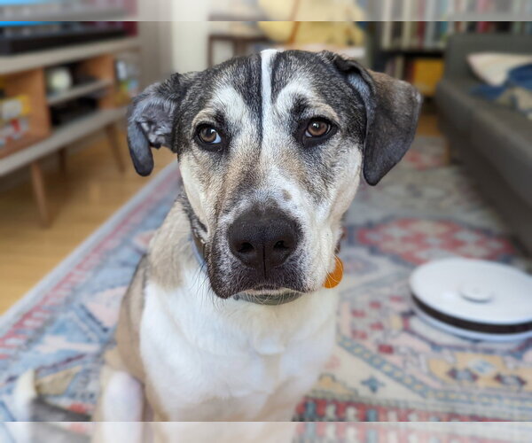 Medium Photo #9 Mutt Puppy For Sale in Brewster, NY, USA