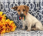 Small Photo #13 Australian Cattle Dog-Jack Russell Terrier Mix Puppy For Sale in LAKELAND, FL, USA