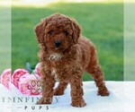 Small #3 Cavapoo (Miniature)