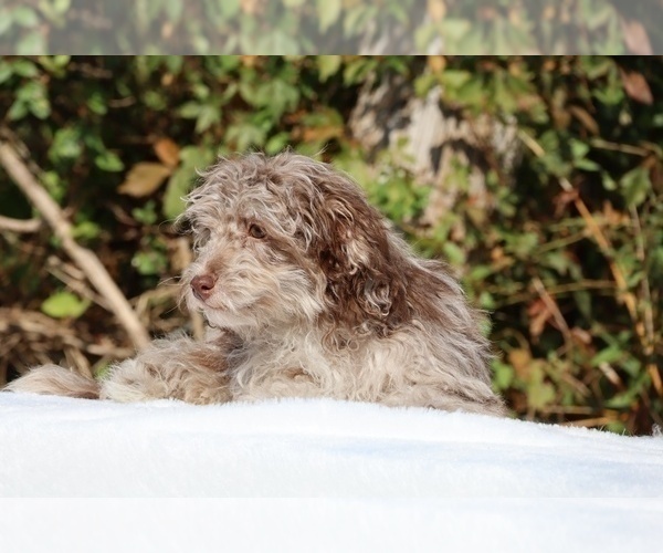 Medium Photo #8 ShihPoo Puppy For Sale in DYERSBURG, TN, USA