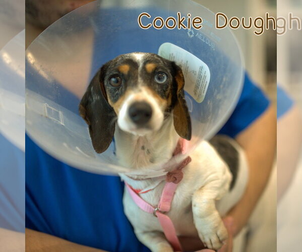 Medium Photo #17 Dachshund Puppy For Sale in San Antonio, TX, USA