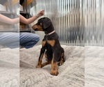 Small #1 Doberman Pinscher