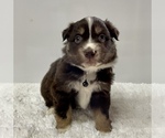 Small Photo #14 Australian Shepherd Puppy For Sale in NEOSHO, MO, USA