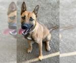 Small German Shepherd Dog