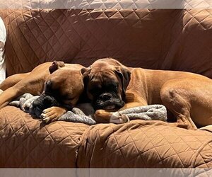 Boxer Dogs for adoption in Monkton, MD, USA