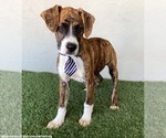 Small #2 Boxer-Plott Hound Mix