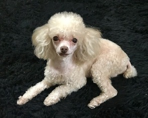 Poodle (Miniature) Puppy for sale in HENDERSON, NV, USA