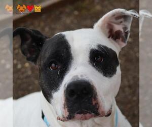 American Bulldog-Unknown Mix Dogs for adoption in Center Township, PA, USA