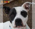 Small American Bulldog Mix