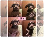 Small Photo #3 Shepweiller Puppy For Sale in Pottstown, PA, USA