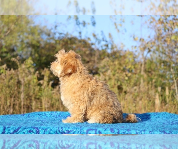 Medium Photo #12 ShihPoo Puppy For Sale in DYERSBURG, TN, USA