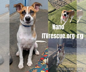Nano - Male Mutt Dog for Adoption - Photo #4