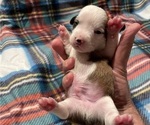 Small Photo #5 Chi-Chi Puppy For Sale in SOUTHERN PINES, NC, USA