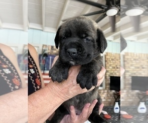 Mastiff Puppy for sale in WOODSTOCK, GA, USA
