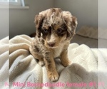 Small #1 Bernedoodle (Miniature)