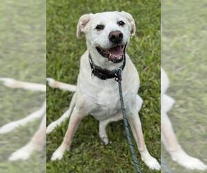Labrador Retriever Dogs for adoption in Fort Lauderdale, FL, USA