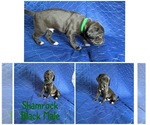 Puppy Shamrock Cane Corso-Great Dane Mix
