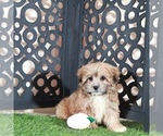Image preview for Ad Listing. Nickname: Apple