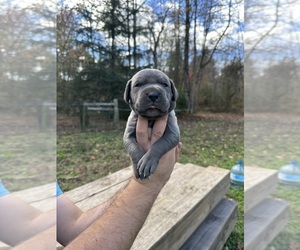 Great Dane Puppy for Sale in HENDERSON, North Carolina USA