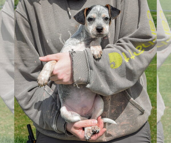 Medium Photo #4 Pug-Unknown Mix Puppy For Sale in Huntley, IL, USA