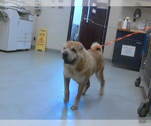 Chinese Shar-Pei Dogs for adoption in Fayetteville, NC, USA