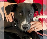 Small #15 Labrador Retriever Mix