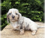 Small #3 Dachshund