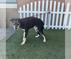 Doberman Pinscher-Siberian Husky Mix Dogs for adoption in Modesto, CA, USA