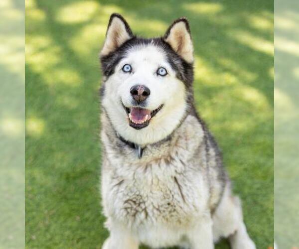 Medium Photo #1 Siberian Husky Puppy For Sale in Camarillo, CA, USA