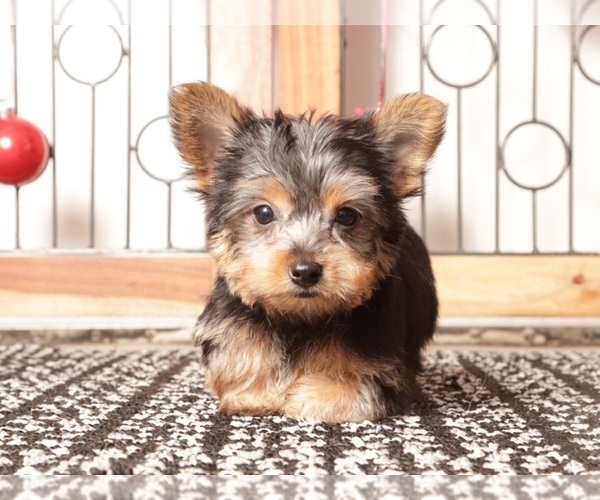 Medium Photo #3 Yorkshire Terrier Puppy For Sale in NAPLES, FL, USA