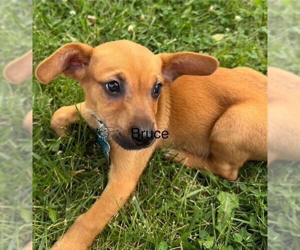 Medium Photo #2 Pembroke Welsh Corgi-Unknown Mix Puppy For Sale in Plainfield, IL, USA