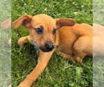 Small #1 Pembroke Welsh Corgi Mix