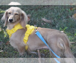 Lily in TN - Female Dachshund Dog for Adoption - Photo #2