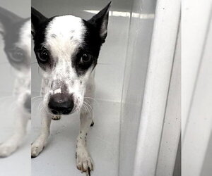 Rat-Cha Dogs for adoption in Houston, TX, USA