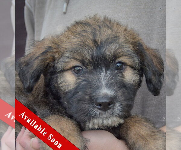 Medium Photo #1 Mutt Puppy For Sale in Huntley, IL, USA